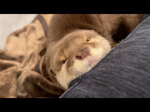 猫にずっと探されていたがすれ違い会えない運命のカワウソ Otter being looked for by cat, but not being able to pass by and see cat(YouTube)