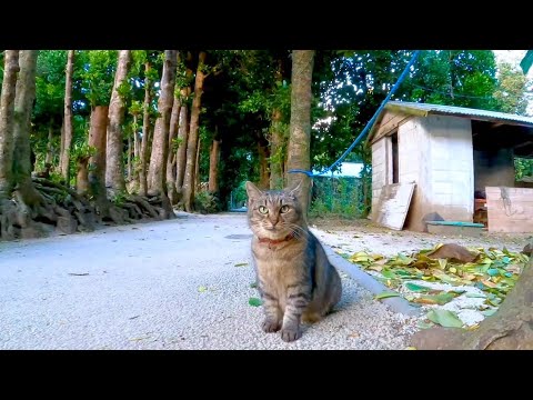 フクギ並木を猫と一緒に散歩する(YouTube)