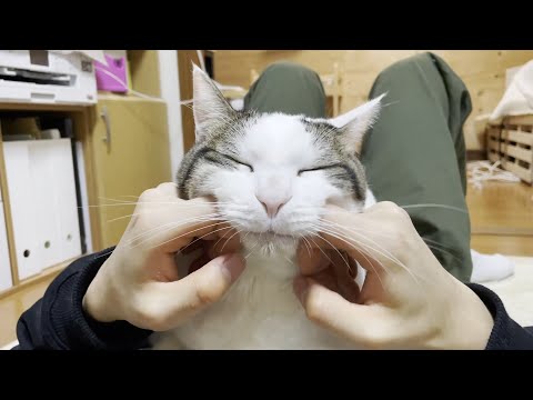 豆大福が近くにいてると触りたくなります(YouTube)