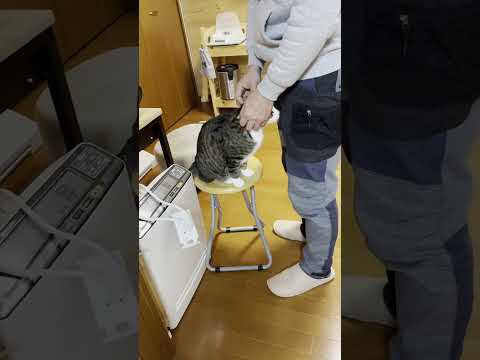 腹が減って抱っこどころではない猫(YouTube)