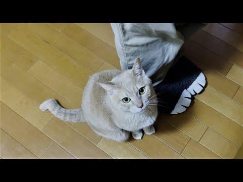 お母さんのご機嫌を伺いながらおやつを交渉する猫(YouTube)