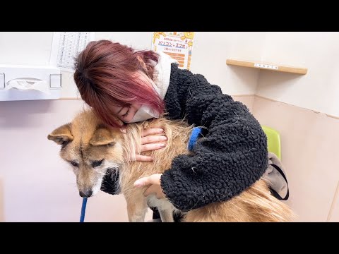 迷い犬の飼い主が見つかりました(YouTube)