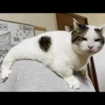 お母さんの背中、お父さんの頭でフミフミする猫(YouTube)