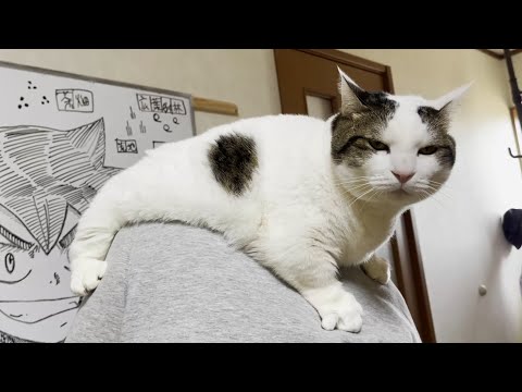 お母さんの背中、お父さんの頭でフミフミする猫(YouTube)