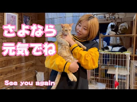 さよなら元気でね Bom See you again(YouTube)