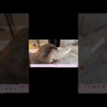カワウソさくら ペットボトルのキャップを開け手を突っ込み興奮するカワウソ otter that opens a plastic bottle cap #shorts(YouTube)