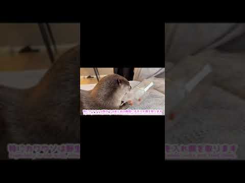 カワウソさくら ペットボトルのキャップを開け手を突っ込み興奮するカワウソ otter that opens a plastic bottle cap #shorts(YouTube)