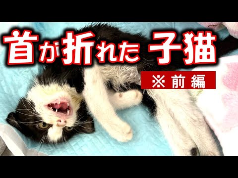 首の骨が折れた全身麻痺子猫の、32日間のドキュメンタリー動画。(YouTube)