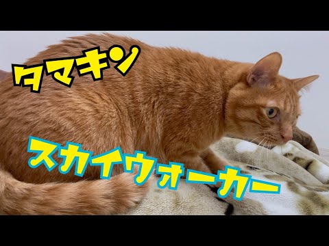 飼い主のきんた○をふみふみしまくるきんた君(YouTube)