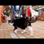 商店街の猫(YouTube)