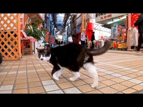 商店街の猫(YouTube)