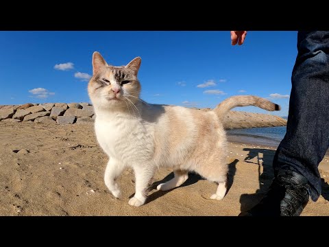 美猫のシャムミックスが砂浜で足にスリスリして甘えてきた(YouTube)