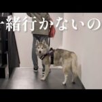 「みんなで一緒にお散歩行こ！」と目で訴えかけるシベリアンハスキー(YouTube)