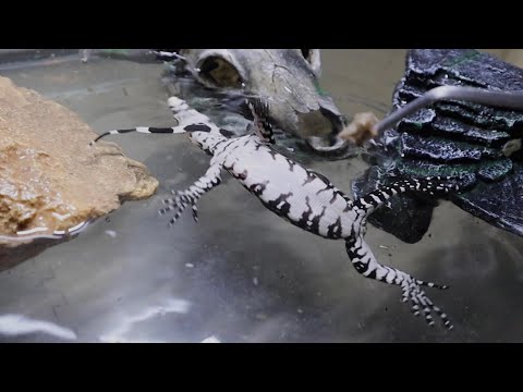 実は…神経障害？のオオトカゲが産まれてました(YouTube)