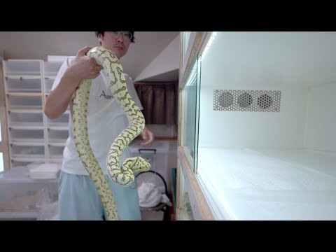 蛇70匹・哺乳類20匹飼育男の年末の過ごし方(YouTube)