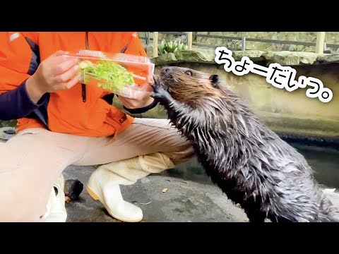 なんでもあげたくなるビーバーのおねだり(YouTube)