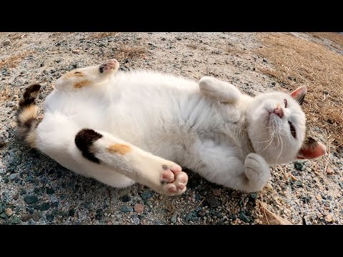 おかっぱ頭の三毛猫がヘソ天ポーズで噛み噛み攻撃をしてきた(YouTube)