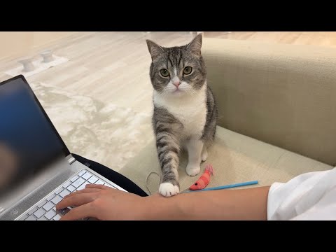 遊んでる途中で急に仕事を始めたら猫の反応がかわいすぎましたw(YouTube)