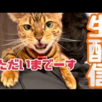 【ランチ生配信1/11】実家から帰りたての猫達による生配信📹(YouTube)