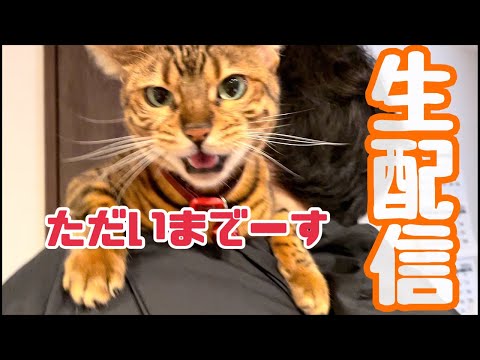 【ランチ生配信1/11】実家から帰りたての猫達による生配信📹(YouTube)