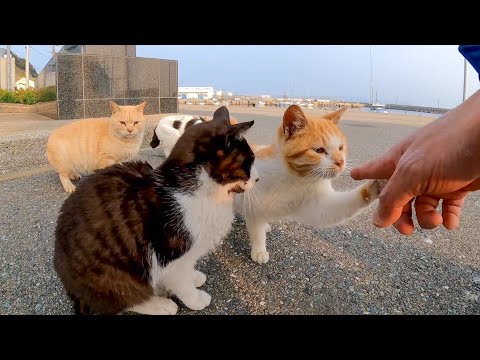 石碑の上にいた猫を撫でると他の猫も集まってきて包囲される(YouTube)