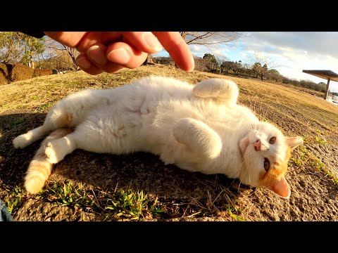 トコトコと歩いている最中にうらめしニャーポーズになる茶シロ猫(YouTube)