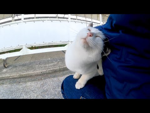 港に集まっていた猫を撫でると懐いて膝の上に乗ってきた(YouTube)