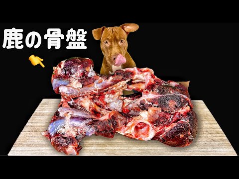 ひたすら骨付き肉をかぶり付くピットブルの咀嚼音【睡眠導入】(YouTube)