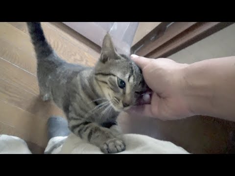 どこかへ行ってしまわないかと不安な猫(YouTube)