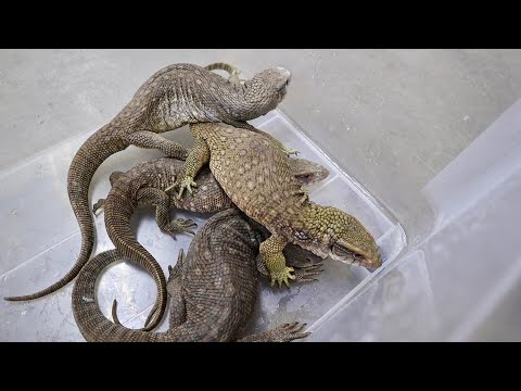 爬虫類を輸入する施設にいる生体を見させてもらうと・・・(YouTube)