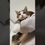 気持ち良さそうにし過ぎる猫(YouTube)