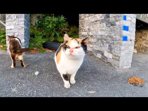 駐車場横の看板下では猫が晩御飯食べてました(YouTube)
