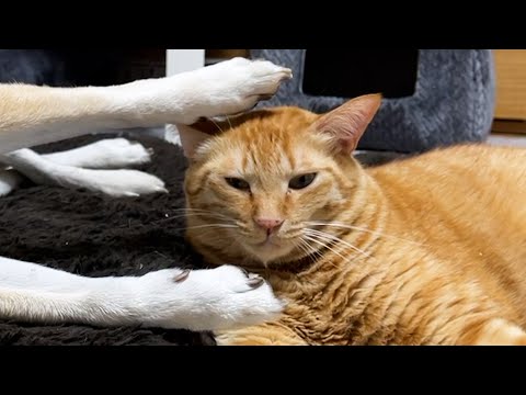 普段猫たちとべったりしない柴犬にどうにかしてくっつこうとする猫たち(YouTube)