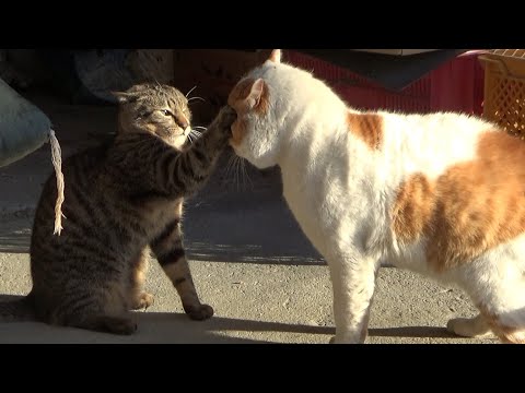 自分の３倍はある猫を怒らせてしまい過去一番のピンチ(YouTube)