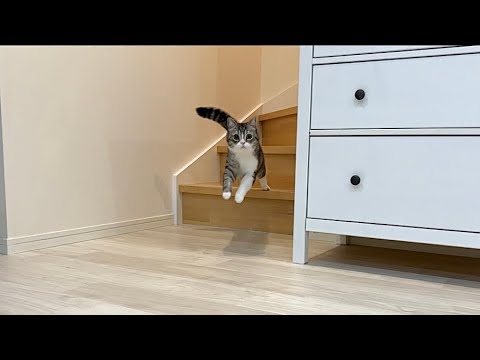「ごはんだよ」と言ったら猫は何秒で降りてくるのかやってみたらすごすぎましたw(YouTube)