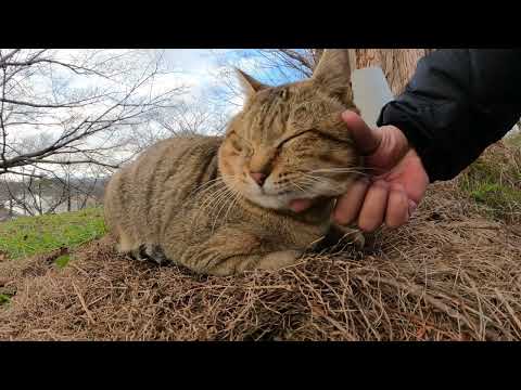 強面猫の頬っぺたをムニムニとマッサージしたら脱力して喜んでくれた(YouTube)