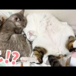 チロさんの寝相が怖すぎるので見て…！(YouTube)