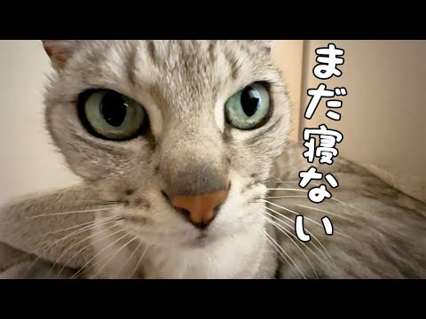 パパがいないと寝る時間はこんなに大変です…！(YouTube)