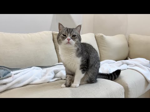 爆睡中に突然飼い主が帰ってきたときの猫の反応がかわいすぎたw(YouTube)