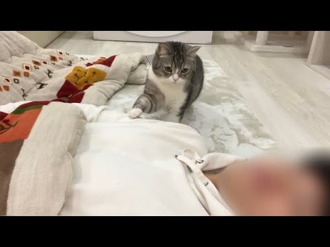 一日中こたつでゴロゴロしてご飯を出し忘れたら猫がこうなりました…(YouTube)