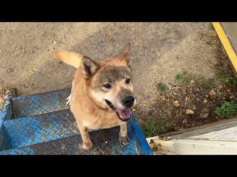 四国犬Mixカツオくん改めタヌ吉くん(YouTube)