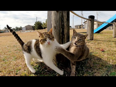 猫島の公園で可愛いチビ猫達が元気に駆け回る(YouTube)