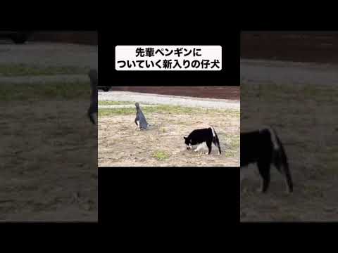 先輩ペンギンについて行く子犬#shorts(YouTube)