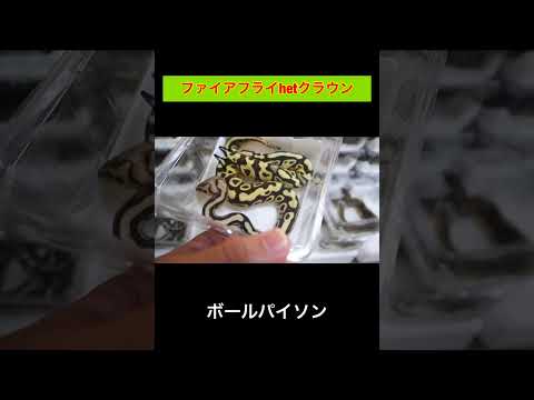 ファイアフライhetクラウン【ボールパイソン】(YouTube)