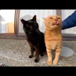 猫島の神社にいた猫を撫でると足踏みしてカワイイ(YouTube)