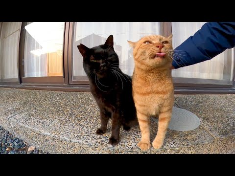 猫島の神社にいた猫を撫でると足踏みしてカワイイ(YouTube)