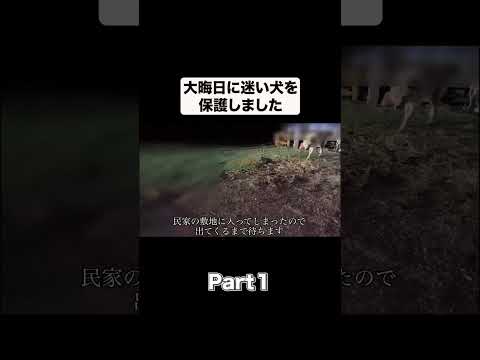 大晦日に迷い犬を保護しました。Part1#shorts(YouTube)