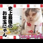 【猫動画】史上最強のお年玉にゃん〜にゃんともパレード〜#猫動画#猫#246(YouTube)