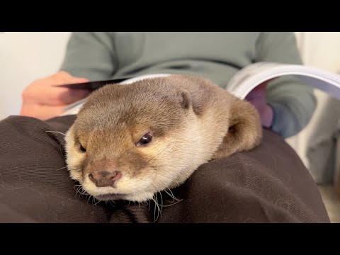 わざわざ飼い主の足の隙間を狙って割り込み占領してくる困ったカワウソ A troubled otter interrupts and occupies the space between my legs(YouTube)