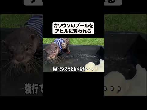 プールを奪われてしまうカワウソ(YouTube)